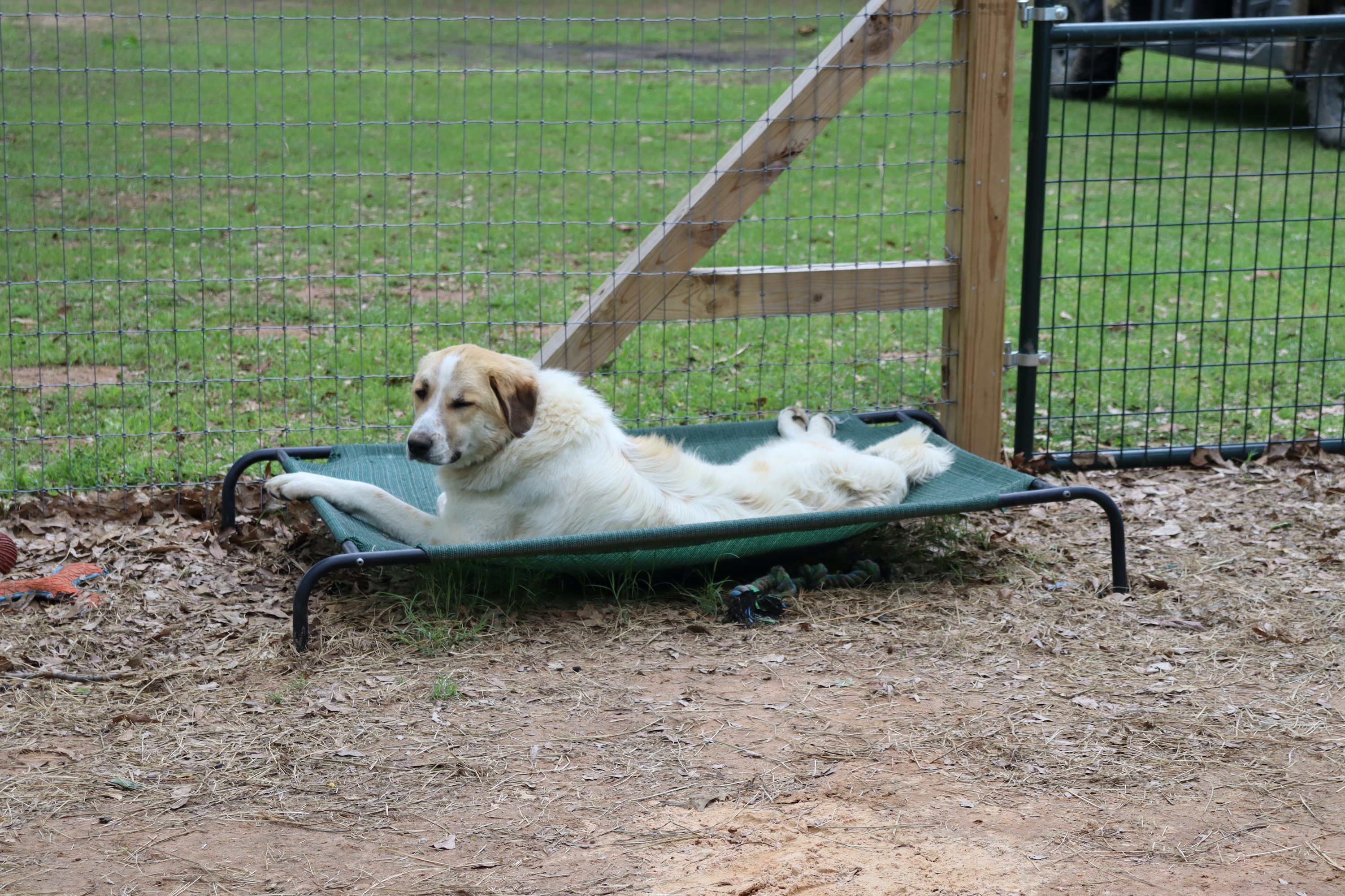 Livestock Guardian